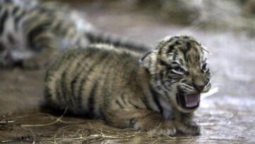I cuccioli di tigre del Bengala nati nello zoo del Paraguay01