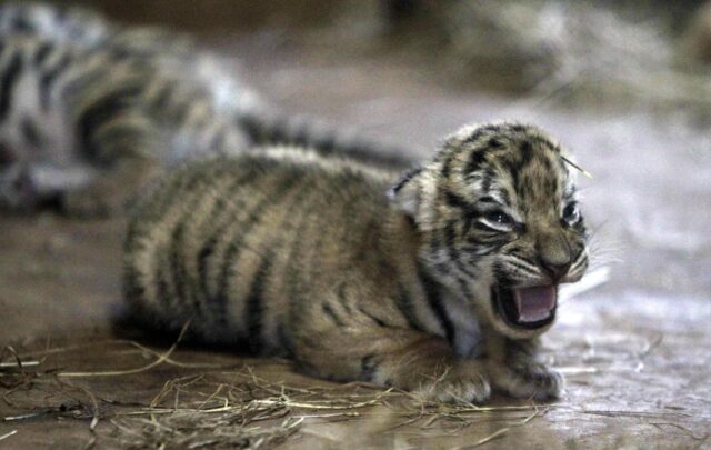 I cuccioli di tigre del Bengala nati nello zoo del Paraguay01