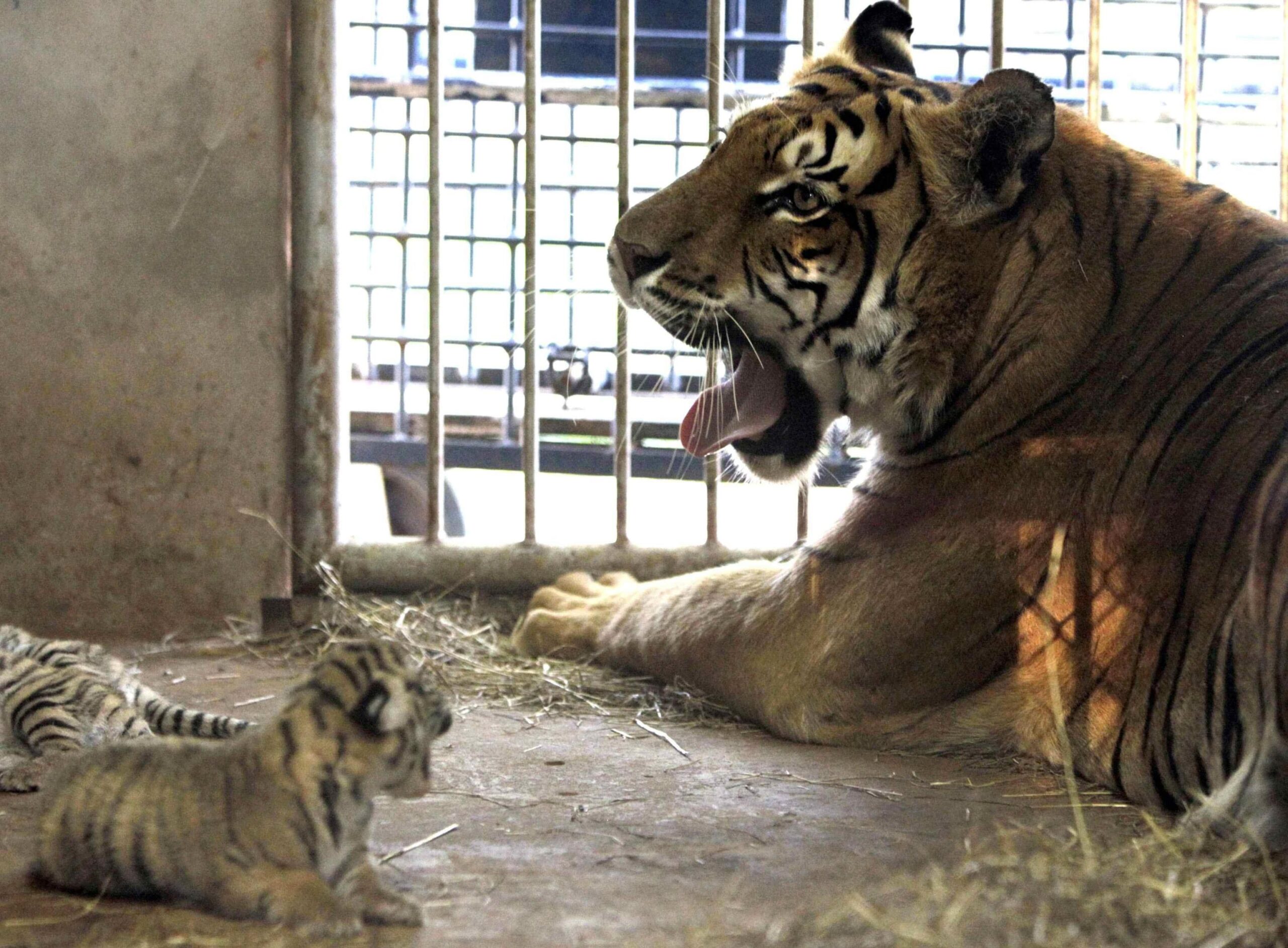 I cuccioli di tigre del Bengala nati nello zoo del Paraguay03