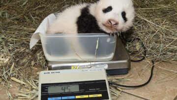 New born panda in Vienna