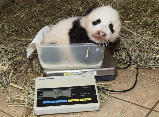 New born panda in Vienna