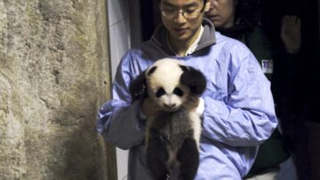 Il panda gigante nato allo zoo di Madrid 04