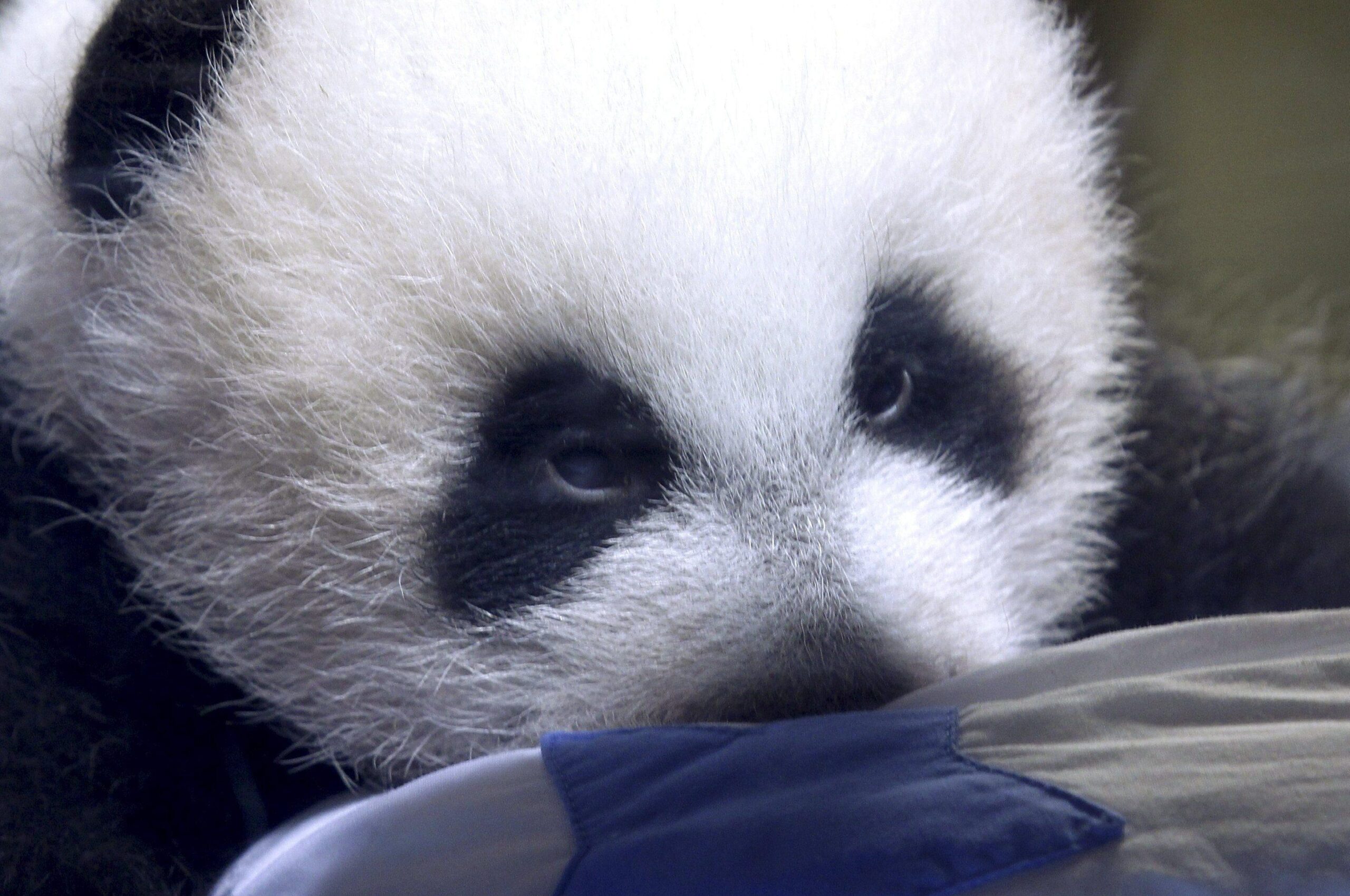 Il panda gigante nato allo zoo di Madrid 02