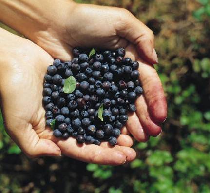 Il potere dei mirtilli contro le malattie metaboliche