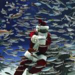 Babbo Natale versione sub all'acquario di Tokyo03