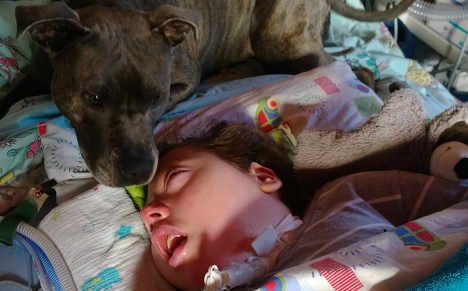 Staffy il bull terrier che da 6 anni vive con Dylan, in coma dalla nascita