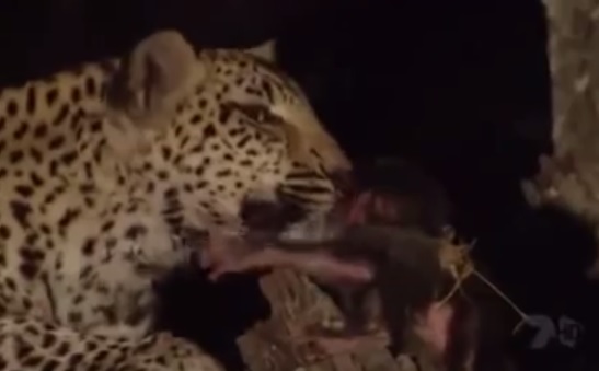 Leopardo adotta cucciolo di babbuino