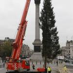 Londra, l'albero di Natale di Trafalgar Square04