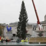 Londra, l'albero di Natale di Trafalgar Square03