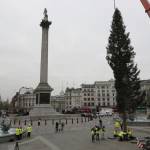 Londra, l'albero di Natale di Trafalgar Square01
