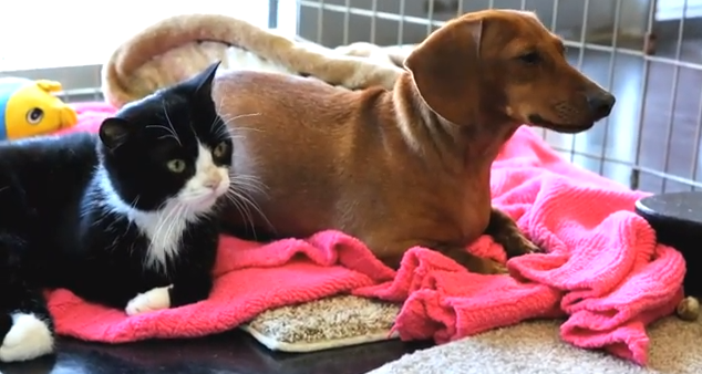 Il cane abbandonato si prende cura del gatto paralizzato