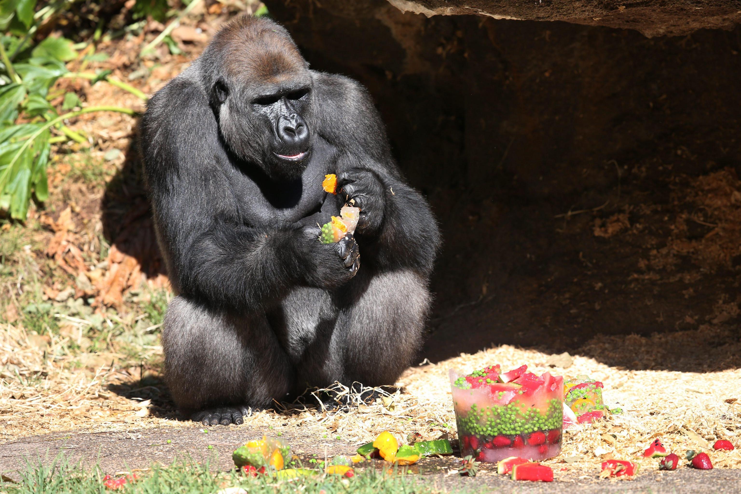 Gorilla festeggia compleanno con frutta ghiacciata