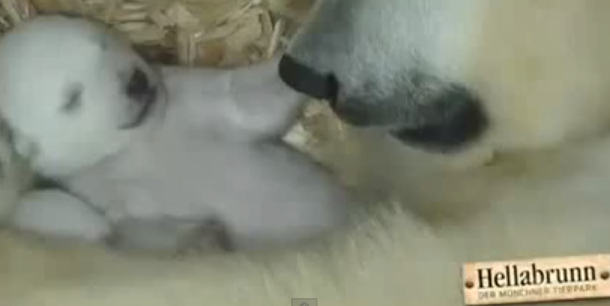I due cuccioli di orso polare che aprono gli occhi per la prima volta
