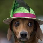 Blocao", il Carnevale dei cani di Rio de Janeiro06
