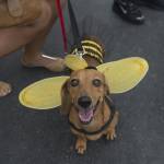 Blocao", il Carnevale dei cani di Rio de Janeiro04