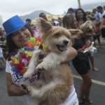 Blocao", il Carnevale dei cani di Rio de Janeiro3