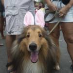 Blocao", il Carnevale dei cani di Rio de Janeiro01