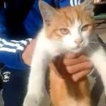 Oscar, il gattino torturato a Marsiglia diventa un eroe del web04