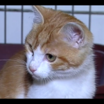 Oscar, il gattino torturato a Marsiglia diventa un eroe del web03