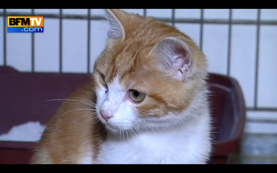 Oscar, il gattino torturato a Marsiglia diventa un eroe del web03