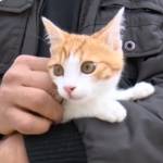 Oscar, il gattino torturato a Marsiglia diventa un eroe del web01