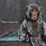 Pakistan, scimmie ammaestrate si esibiscono in pubblico10