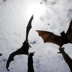 Sydney, pipistrelli giganti rilasciati dopo essere stati curati02