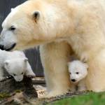 Monaco, cuccioli di orso polare mostrati al pubblico per la prima volta01