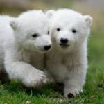 Monaco, cuccioli di orso polare mostrati al pubblico per la prima volta03
