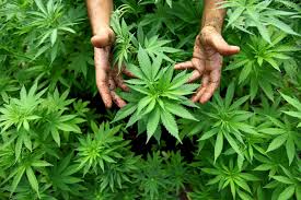 Cannabis terapeutica in Puglia: proposta di legge in Regione