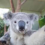 Il koala che si fa i "selfie" allo zoo di Sydney01