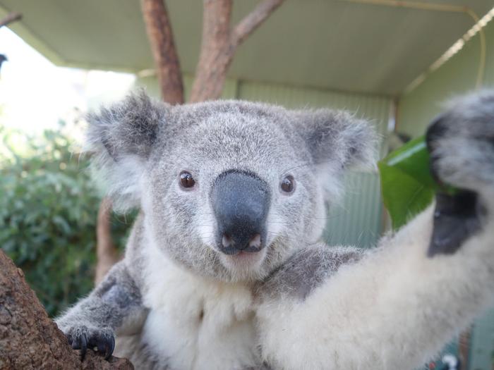 Koala selfie at Wild Life Sydney Zoo
