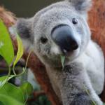 Il koala che si fa i "selfie" allo zoo di Sydney02