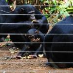 Il santuario degli scimpanzé della Sierra Leone04
