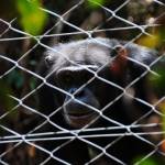 Il santuario degli scimpanzé della Sierra Leone01