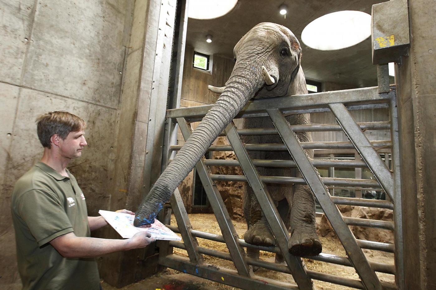 Abu, l'elefante dello zoo di Halle che dipinge con la proboscide07