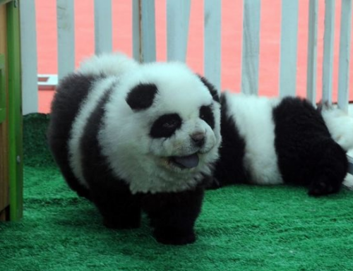 che ha subito molte stravaganti, per usare un eufemismo, modifiche estetiche per farlo assomigliare ad un panda