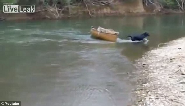 Labrador salva due cani dalla canoa alla deriva