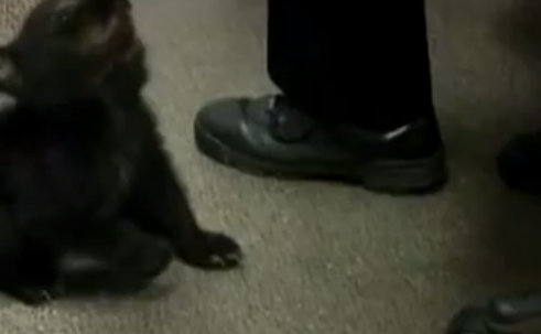 trova un cucciolo di orso tra i cespugli e lo porta dalla polizia