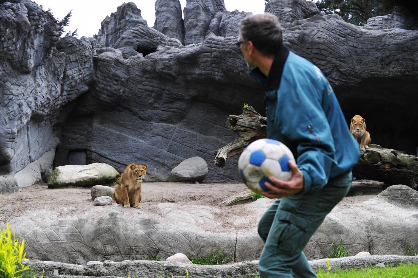 Kevin Richardson, lo zoologo che gioca a calcio con i leoni