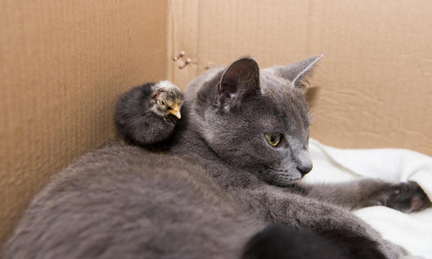 La gatta che dopo aver partorito, adotta anche un pulcino02