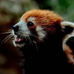 I tre panda rossi regalati dalla Cina allo zoo di Taipei03