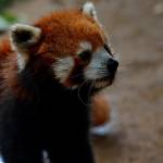 I tre panda rossi regalati dalla Cina allo zoo di Taipei04