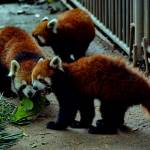 I tre panda rossi regalati dalla Cina allo zoo di Taipei05