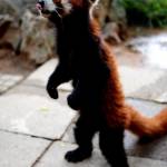 I tre panda rossi regalati dalla Cina allo zoo di Taipei06