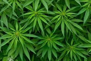 Uruguay: i medici potranno prescrivere la cannabis