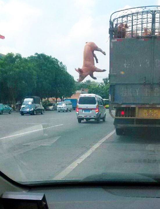 Cina, maiale salta giù da camion: la polizia lo cattura e lo adotta