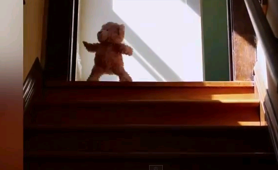 Il video dell'orsacchiotto che aspetta l'arrivo del bebè