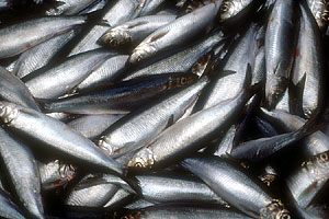 Sardine e aringhe meglio di salmone e tonno: ecco perché