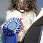 vince il premio cane più brutto del mondo 09